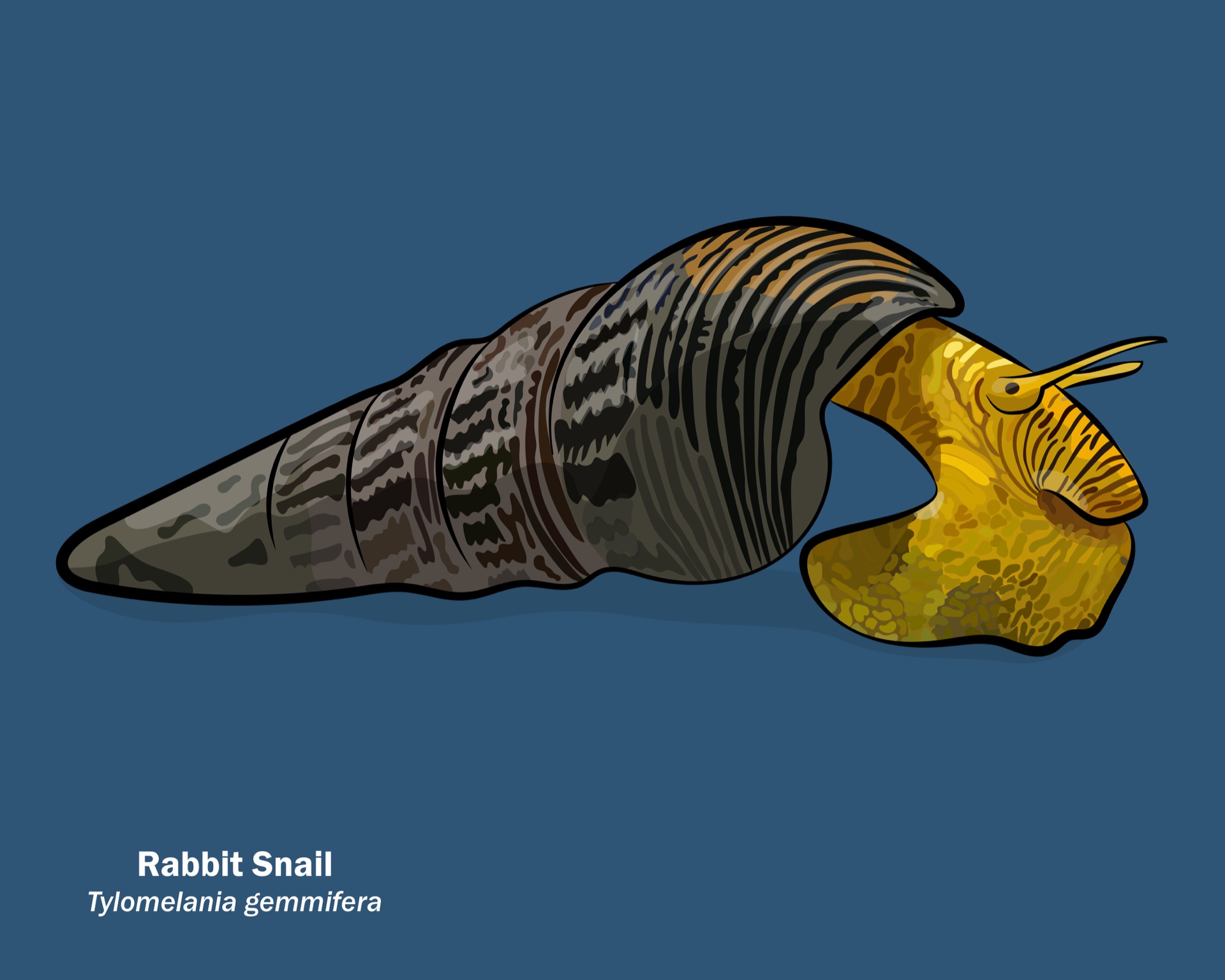 Rabbit Snail